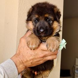 Teal collar - Black and red female German Shepherd puppy in Stockton, California from Zaragoza German Shepherds
