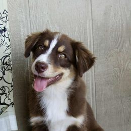 Honor - Red tri female Miniature Australian Shepherd puppy in Elkhart, Texas from Donaldson Dogz
