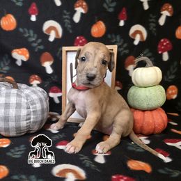 Acorn - Fawn female Great Dane puppy in Spiro, Oklahoma from Big Birch Danes