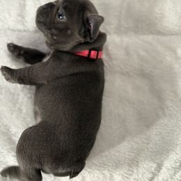 French Bulldog Puppies from Puget Sound Frenchies