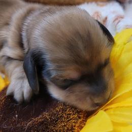 Apollo - Sable male Dachshund puppy in Terlton, Oklahoma from CLARK'S BREEDING PROGRAM