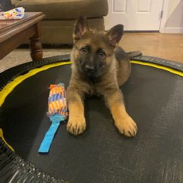 German Shepherd Puppies from Rammstein Kennels