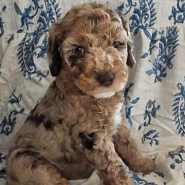 Albus - Merle male Sheepadoodle puppy in Austin, Texas from Darling Doodles