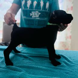 Phoenix - Black male Cane Corso puppy in Lubbock, Texas from Hub City Kennel