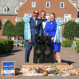 Portuguese Water Dog Puppies from Seaworthy PWD
