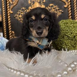 Jet - Black and cream male Dachshund puppy in Collins, Georgia from Liberty Longhair Dachshunds
