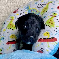 Bordoodle Puppies from Smarti Doodles