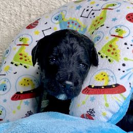 Bordoodle Puppies from Smarti Doodles