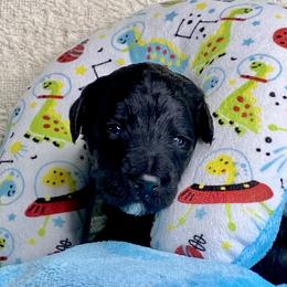 Bordoodle Puppies from Smarti Doodles
