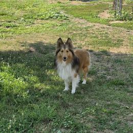 Shetland Sheepdog puppies from Snake River Shelties