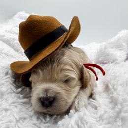 Boone - Cream male Goldendoodle puppy in Eagle Mountian, Utah from The Puppy Family