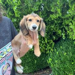 Willy - Red male Dachshund puppy in Warrior, Alabama from Bountiful Dachshunds