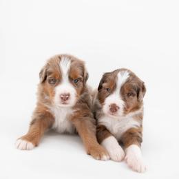 Australian Mountain Doodle Puppies from Brick House Farm Doodles