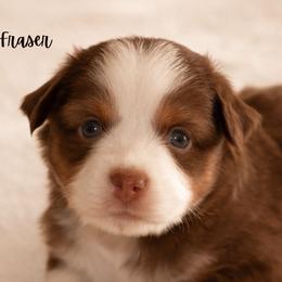 Fraser - Red tri male Miniature Australian Shepherd puppy in Blackfoot, Idaho from Bellewynd Acres