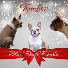 Kimber - Boston Terrier