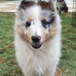 Shetland Sheepdog Puppies from Shadow Hill South Shetland Sheepdogs