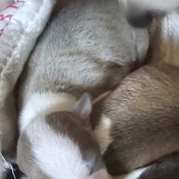 Blue fawn girl - Blue fawn female Italian Greyhound puppy in Phillips, Maine from Maplewood Italian Greyhounds