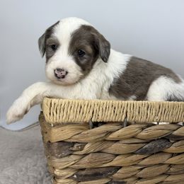 Comet - Merle female Sheepadoodle puppy in Greeneville, Tennessee from Smokey Mountain Sheepadoodles