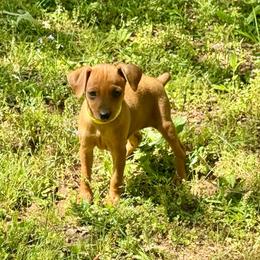 Video Flora - Red female Miniature Pinscher puppy in Eatonton, Georgia from TNT Puppies