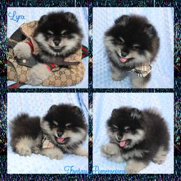 Lynx - Black and tan male Pomeranian puppy in Anna, Texas from Fantasy Pomeranians & Fantasy Aussies