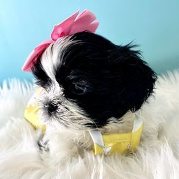 Shih Tzu Puppies from Arizona Sunrise Shih Tzus