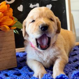 Charity - Dark golden female Golden Retriever puppy in Doniphan, Missouri from Stockford’s Golden Retrievers