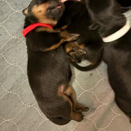 Red girl - Black and mahogany female Rottweiler puppy in Colorado Springs, Colorado from Von Locher Rotties