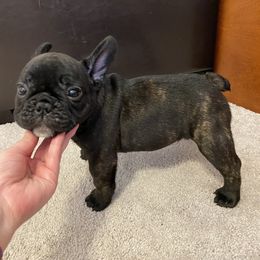 French Bulldog Puppies from Fur Royalty Frenchies