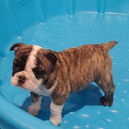 Girl 1 - Bulldog puppy in Cunningham, Tennessee from Lyrics Bulldogs Kennel