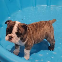 Girl 1 - Bulldog puppy in Cunningham, Tennessee from Lyrics Bulldogs Kennel