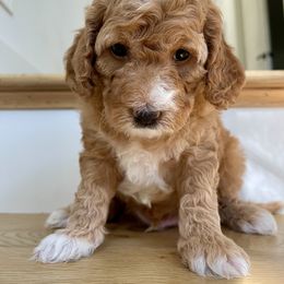 Goldendoodle Puppies from Paddington Doodles