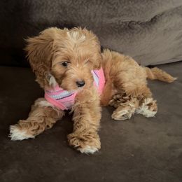 Cavapoo, Cockapoo, Goldendoodle, and Maltipoo Puppies from Perdue Puppies