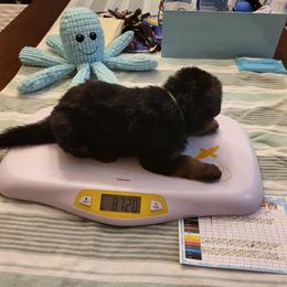 German Shepherd Puppies from Vom Feuer Shepherds
