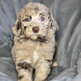 Gloves - Merle female Sheepadoodle puppy in Cleveland, Georgia from Jam's Doodles And Poodles
