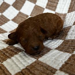 Sandy - Red  female Goldendoodle puppy in Alamance County, North Carolina from Doodle Squad Puppies