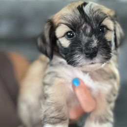 Noble (gray collar) - Black and tan Havanese puppy in Osceola, Indiana from LUV my HAVAMALT