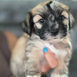Noble (gray collar) - Black and tan Havanese puppy in Osceola, Indiana from LUV my HAVAMALT