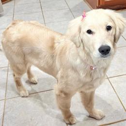 Golden Retriever puppies from Retriever Ranch