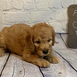 Goldendoodle and Poodle Puppies from Partridge Doodles and Poodles