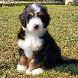 Goldendoodles and Poodles from Southern Enchanted Doodles