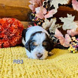 RB3 - Tri-Roan male English Springer Spaniel puppy in Britton, South Dakota from K&S Canines