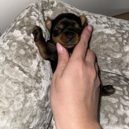Girl 1 - Black and tan female Yorkshire Terrier puppy in Livermore, California from Ruben & Tatiana’s Yorkshire Terriers
