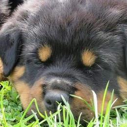 German Shepherd and Rottweiler Puppies from Irish Eyes Von Donahue