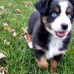 Miniature Australian Shepherd and Toy Australian Shepherd Puppies from Johnson's Australian Shepherds