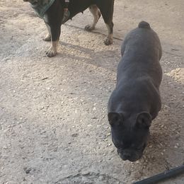 French Bulldogs and Pugs from Prestige Southern Pugs and Frenchies LLC