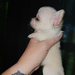 Tiny - Cream and white male Chihuahua puppy in Springfield, Missouri from Casadelopez Tails