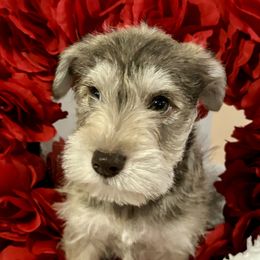Miniature Schnauzer Puppies from Puppies Paw Schnauzers in Colorado