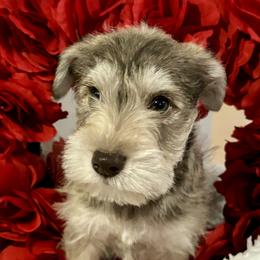 Miniature Schnauzer Puppies from Puppies Paw Schnauzers in Colorado