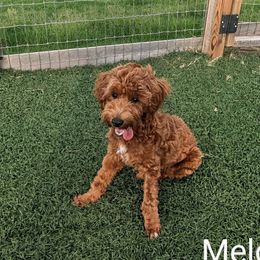 Boy 2 - male Goldendoodle puppy in Weatherford, Texas from Donnasdoodlebugs