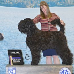 Shoko - Black Russian Terrier